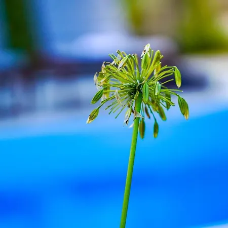 Villa Nika - Rustic Stone House With Heated Pool *